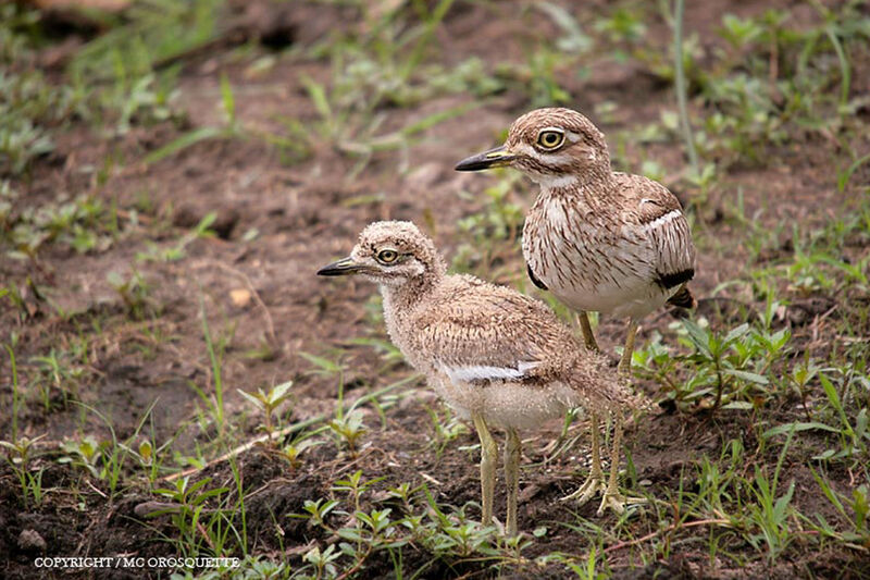 Water Thick-knee