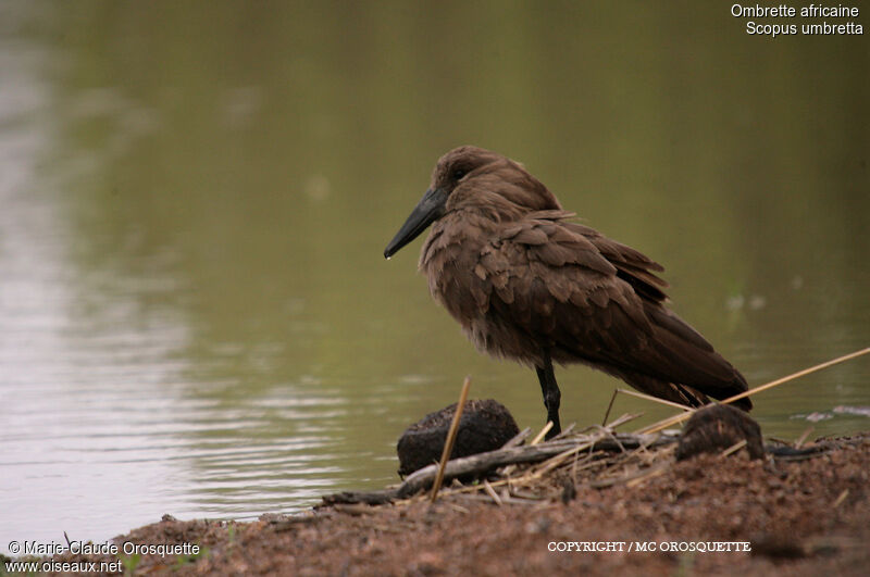 Hamerkop