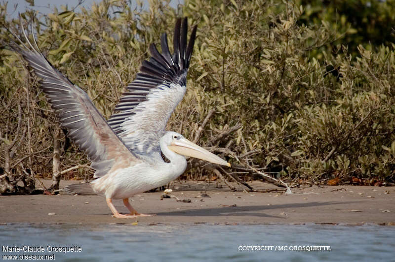 Pink-backed Pelicanadult post breeding, identification