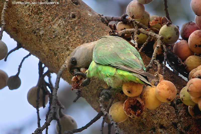 Brown-headed Parrot