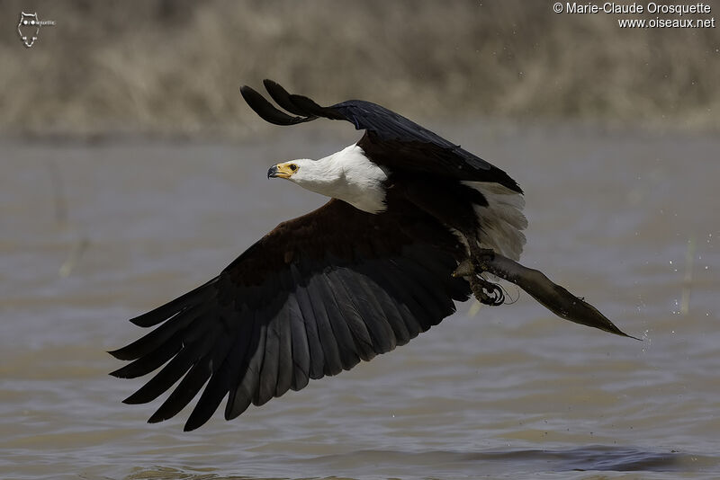 African Fish Eagleadult, Flight, Behaviour