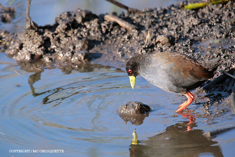 Black Crake