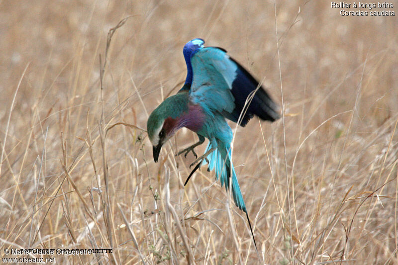 Lilac-breasted Roller