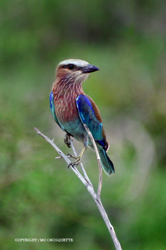 Lilac-breasted Roller