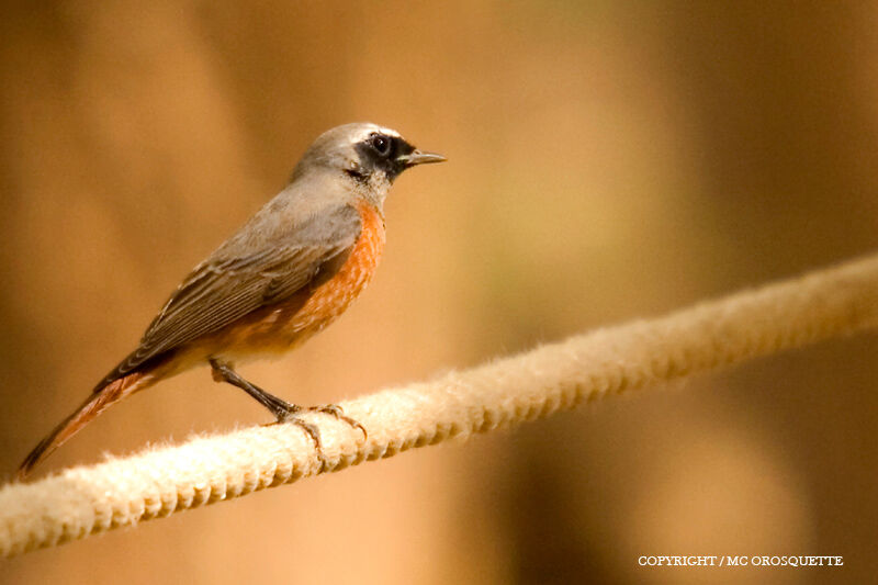 Common Redstart