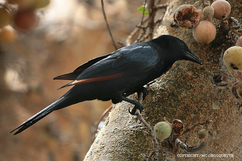 Red-winged Starling