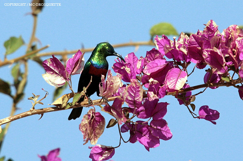 Marico Sunbird