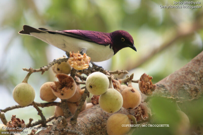 Violet-backed Starling male