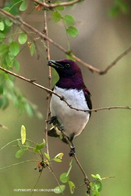 Violet-backed Starling