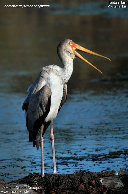 Yellow-billed Stork