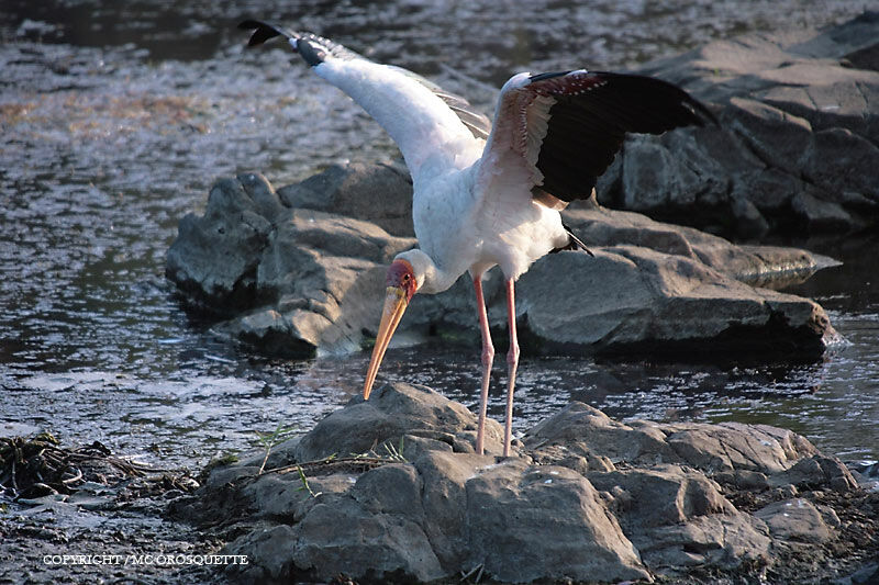 Yellow-billed Stork