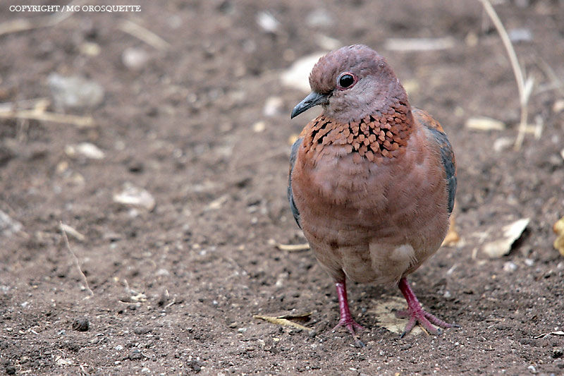 Laughing Dove