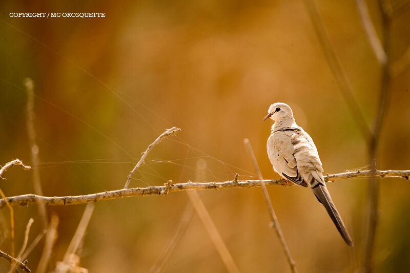 Namaqua Dove female