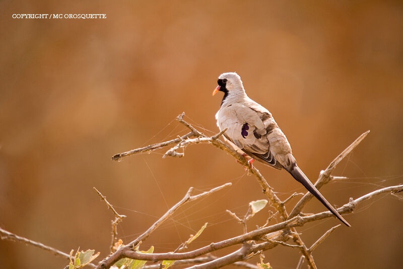 Namaqua Dove male