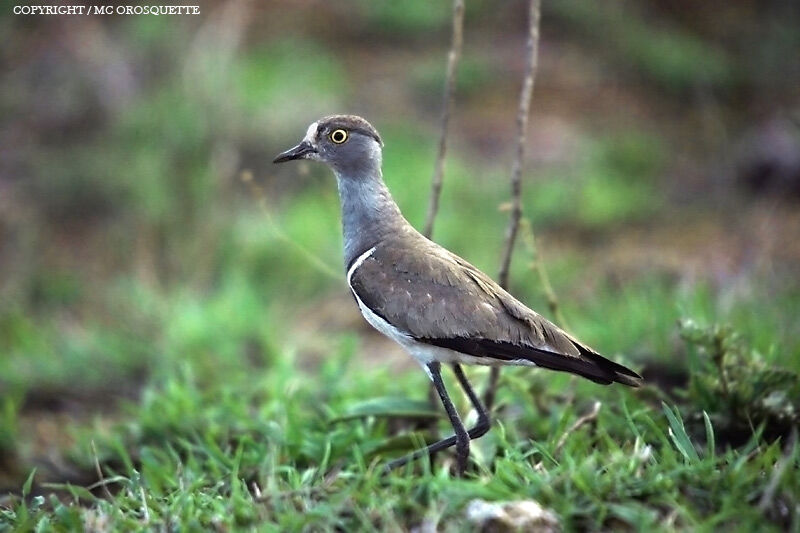 Senegal Lapwing