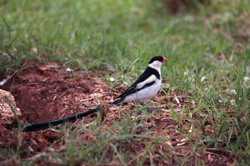 Pin-tailed Whydah