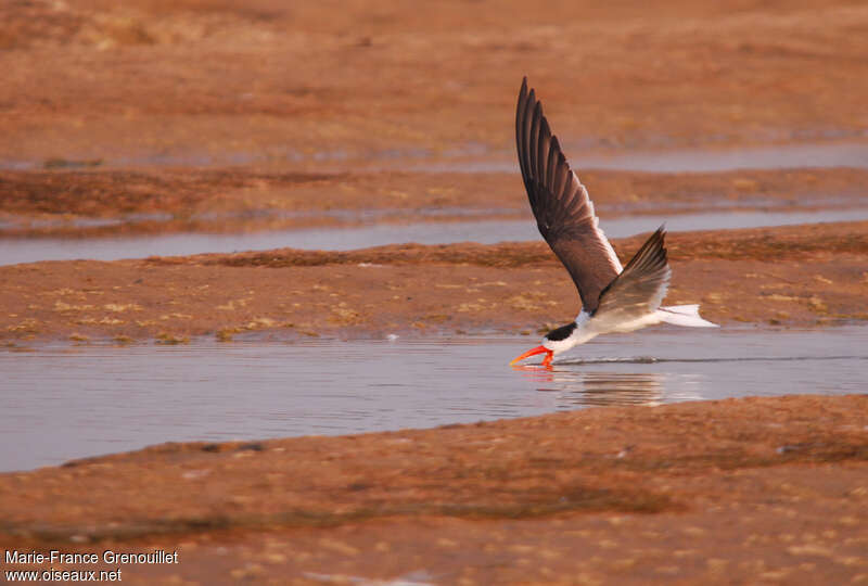 Bec-en-ciseaux à collieradulte, pêche/chasse