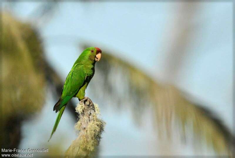 Conure de Wagleradulte, identification