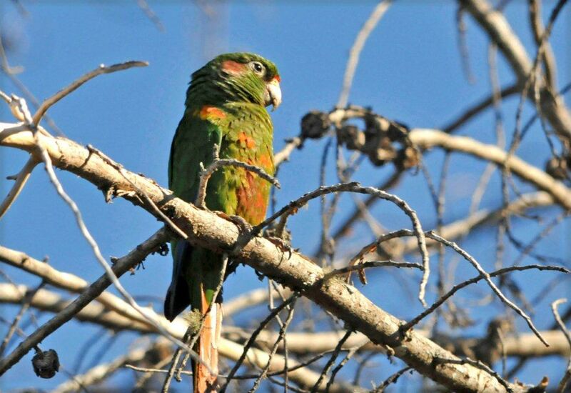 Santa Marta Parakeetadult