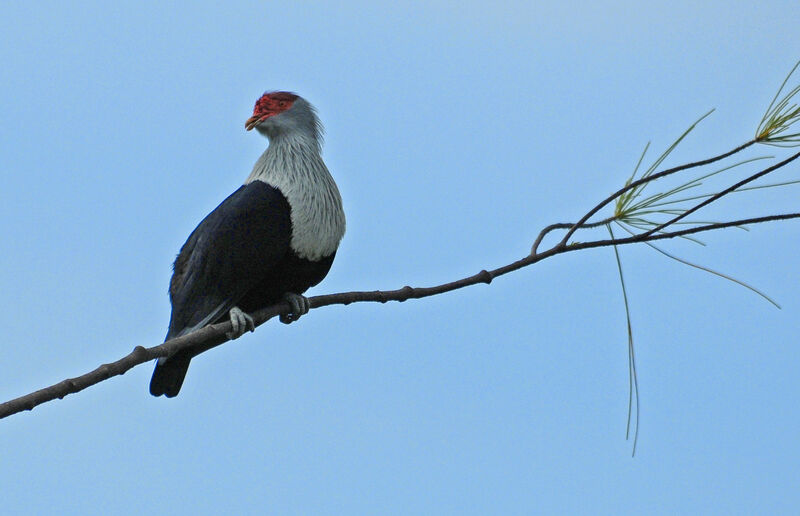 Founingo rougecap