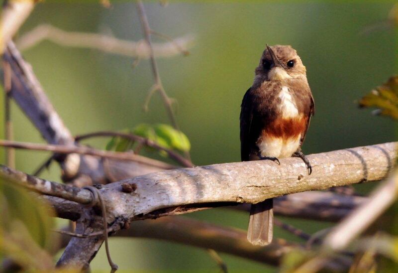 Jacamar à tête pâleadulte