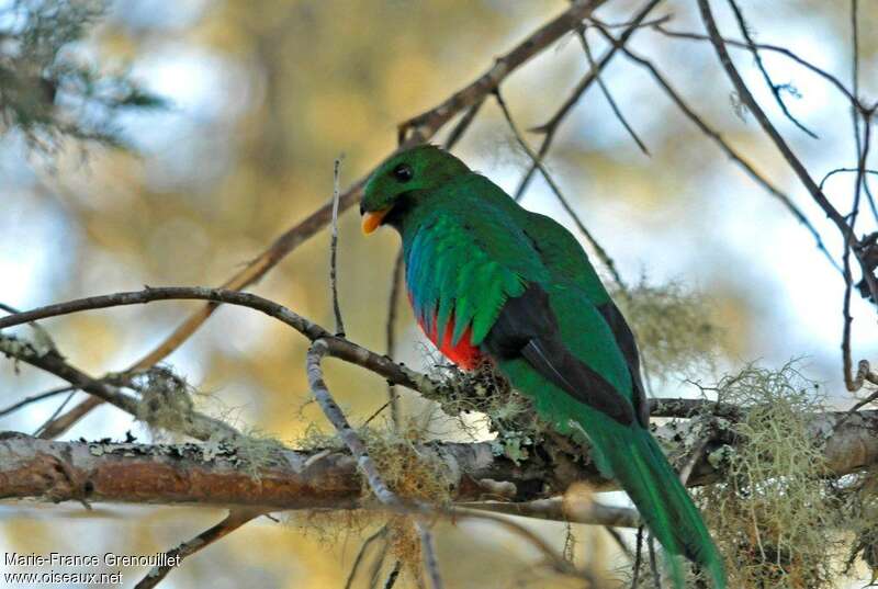 Quetzal brillant mâle adulte