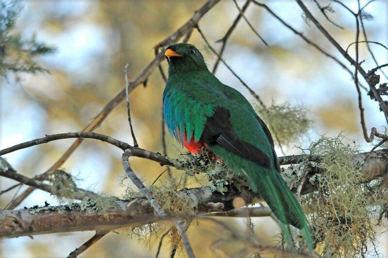 Quetzal brillant mâle adulte