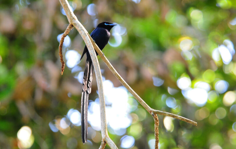 Seychelles Paradise Flycatcher, identification