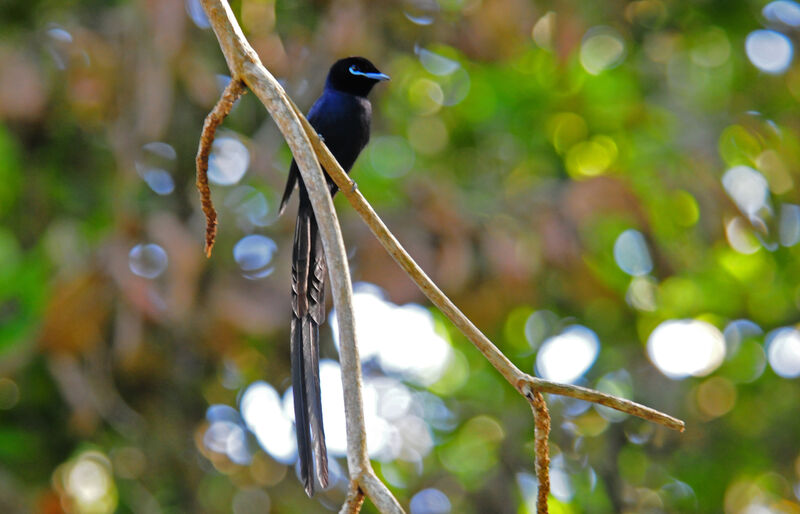 Seychelles Paradise Flycatcher