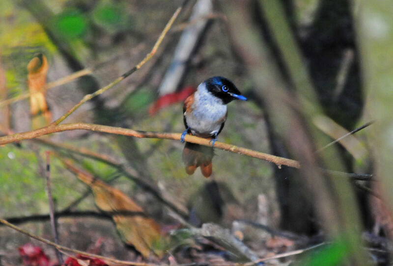 Seychelles Paradise Flycatcher female adult, identification