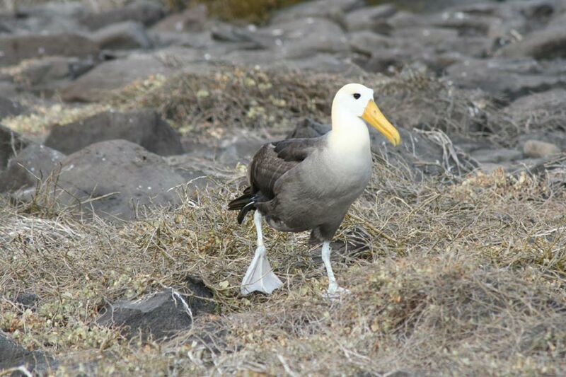 Albatros des Galapagos