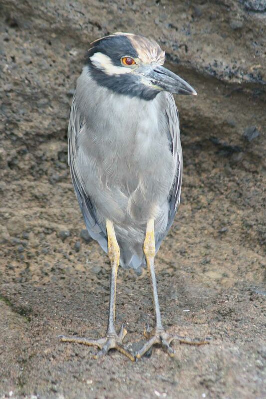 Yellow-crowned Night Heron