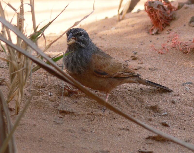 House Bunting