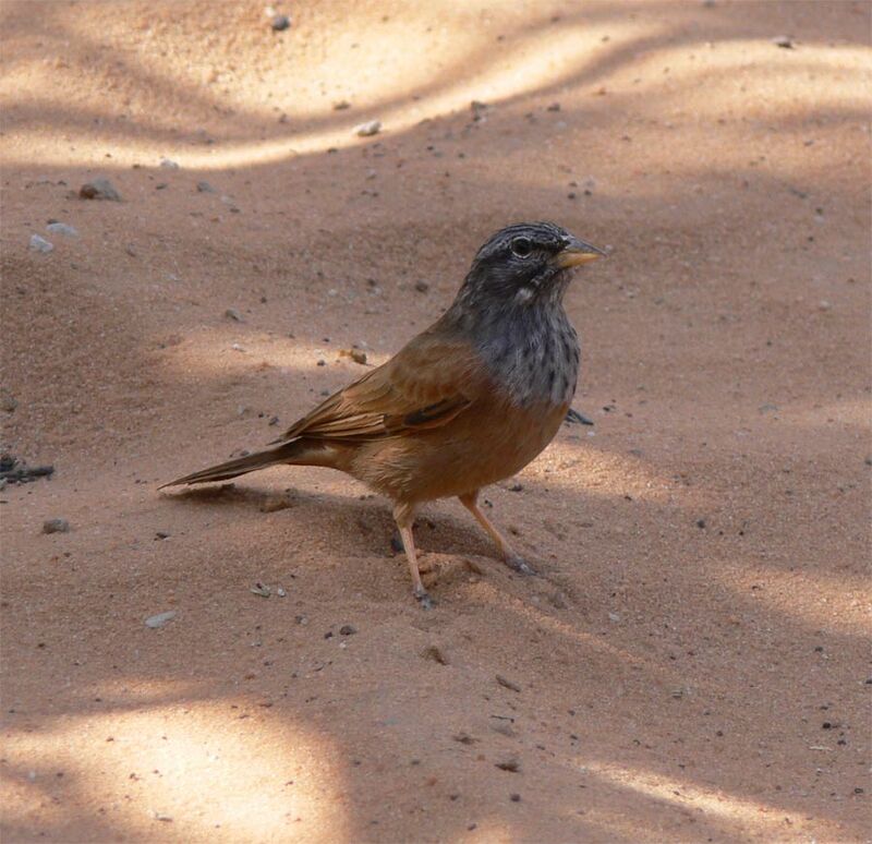 House Bunting