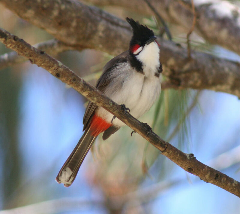 Red-whiskered Bulbul