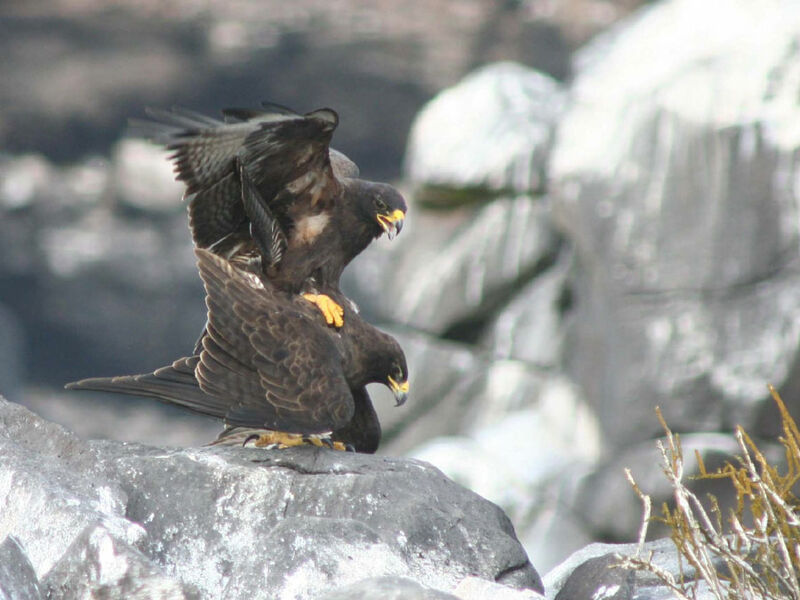 Galapagos Hawk