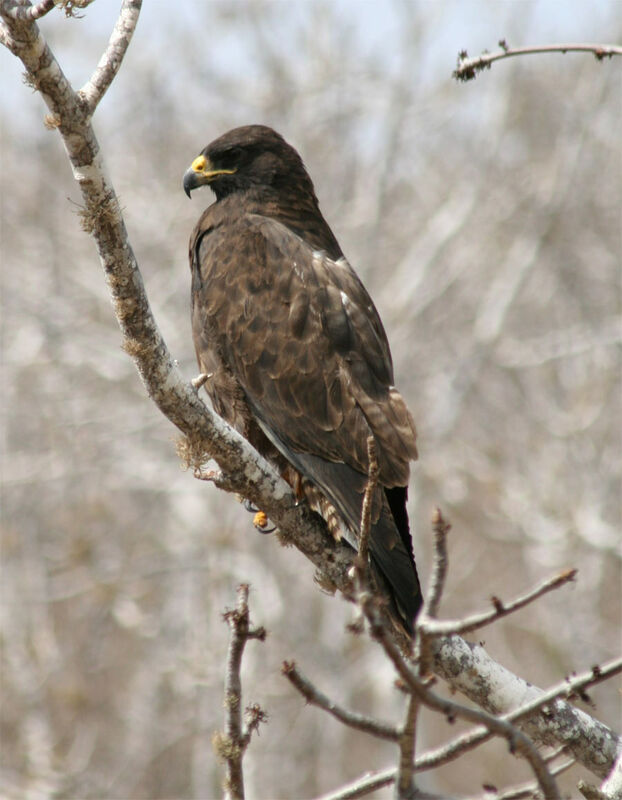 Buse des Galapagos