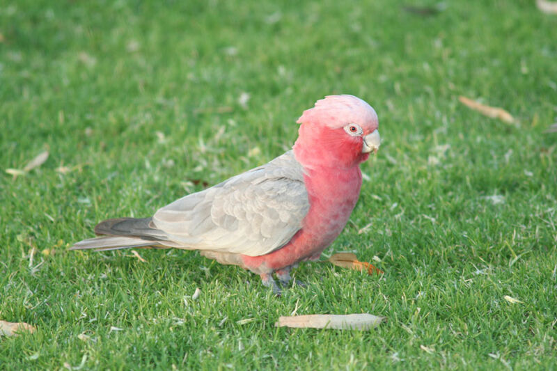 Cacatoès rosalbin