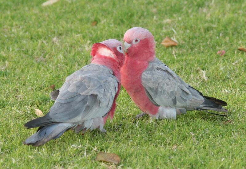 Galah 