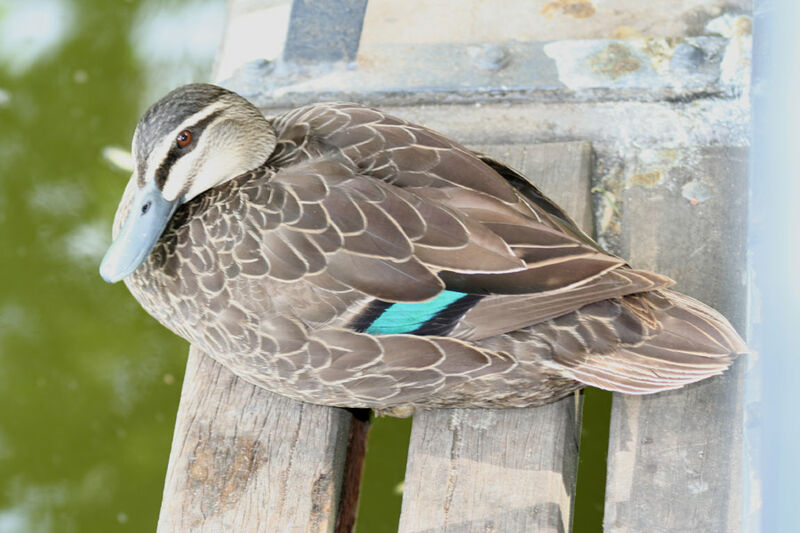 Canard à sourcils