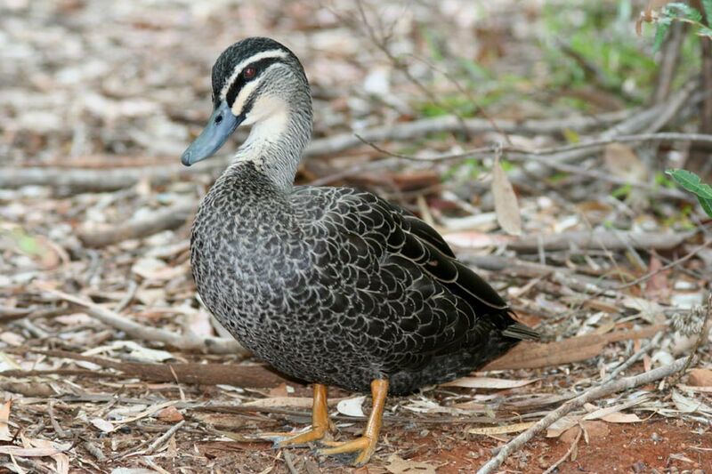 Canard à sourcils