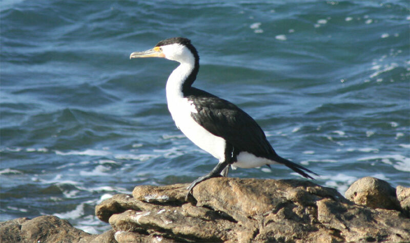 Little Pied Cormorant