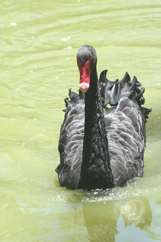 Cygne noir