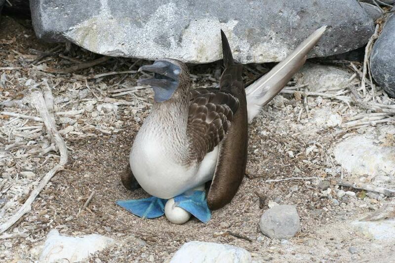 Blue-footed Booby