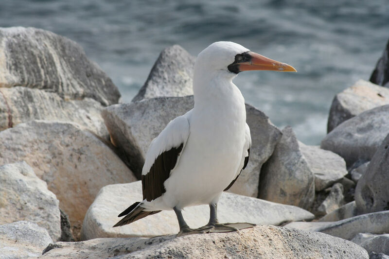 Nazca Booby