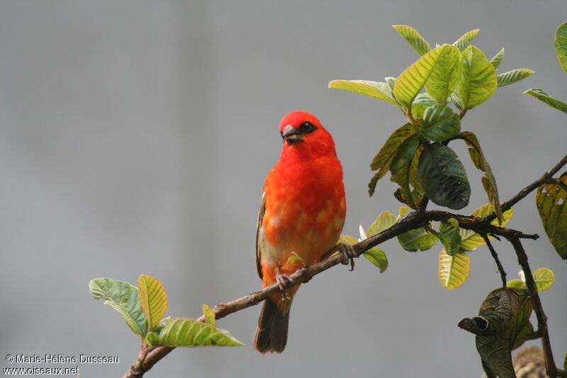 Foudi rouge