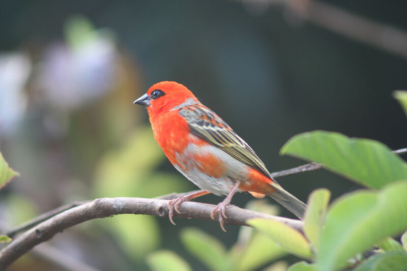 Foudi rouge