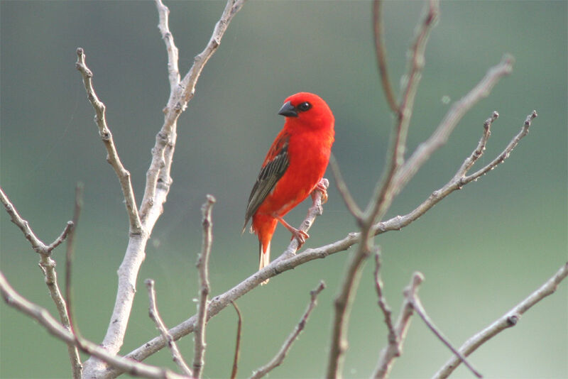 Red Fody male