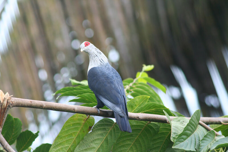 Comoro Blue Pigeon