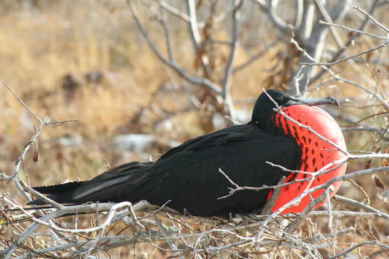 Magnificent Frigatebird